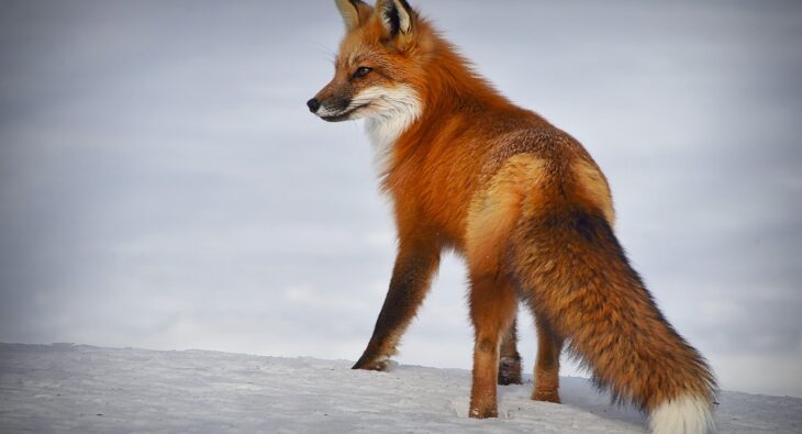 Optimale Kühlzellen für Jäger: Die perfekte Größe und Temperatur für Ihr Wild – Experten-Tipps und Praxis-Ratschläge